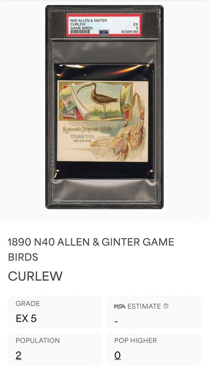 1890 N40 ALLEN & GINTER GAME BIRDS (PSA 5 EX) Curlew