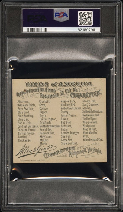 1890 N37 Allen & Ginter Birds Of America ROBIN (PSA 4 VG/EX) Large1