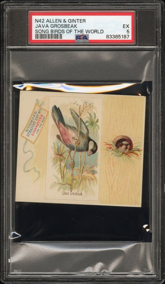 1889 N42 Allen Ginter Song Birds Richmond Straight Cut (PSA 5 EX) Java Grosbeak