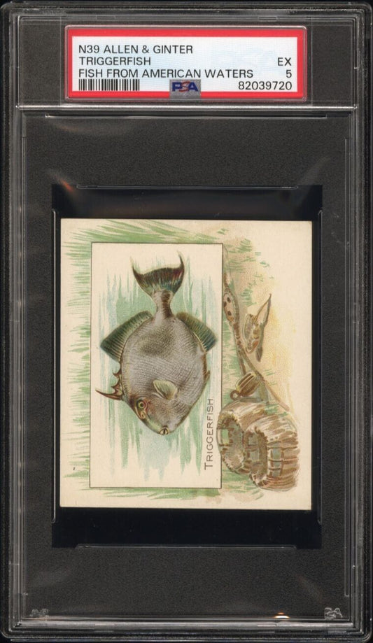 1889 N39 Allen & Ginter Fish From American Waters PSA 5 EX Triggerfish 1 higher