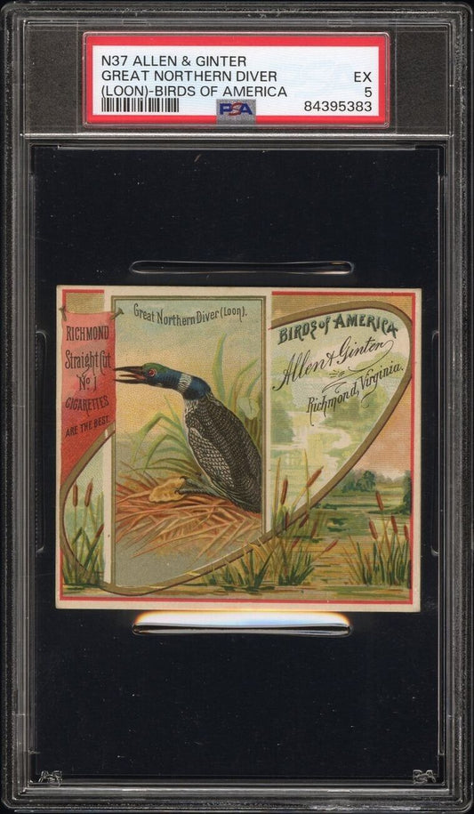 1890 N37 Allen & Ginter Birds of America (PSA 5 EX) Great Northern Diver