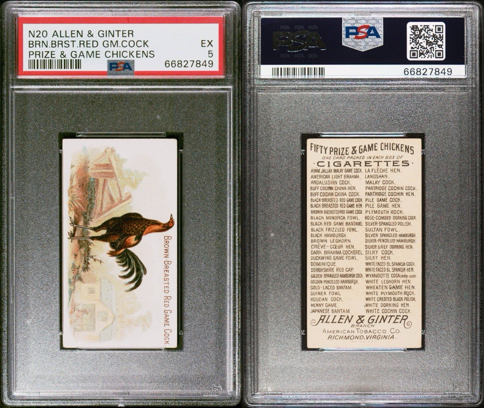 1891 N20 Allen & Ginter Prize & Game Chickens Brown Breasted Cock (PSA 5 EX)2
