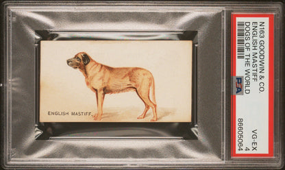 1890 N163 Goodwin & Co OLD JUDGE Dogs of the World (PSA 4 VG/EX) English Mastiff0