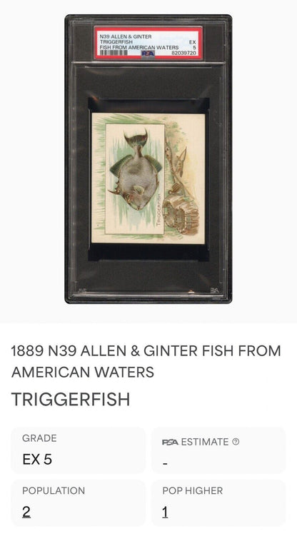 1889 N39 Allen & Ginter Fish From American Waters PSA 5 EX Triggerfish 1 higher