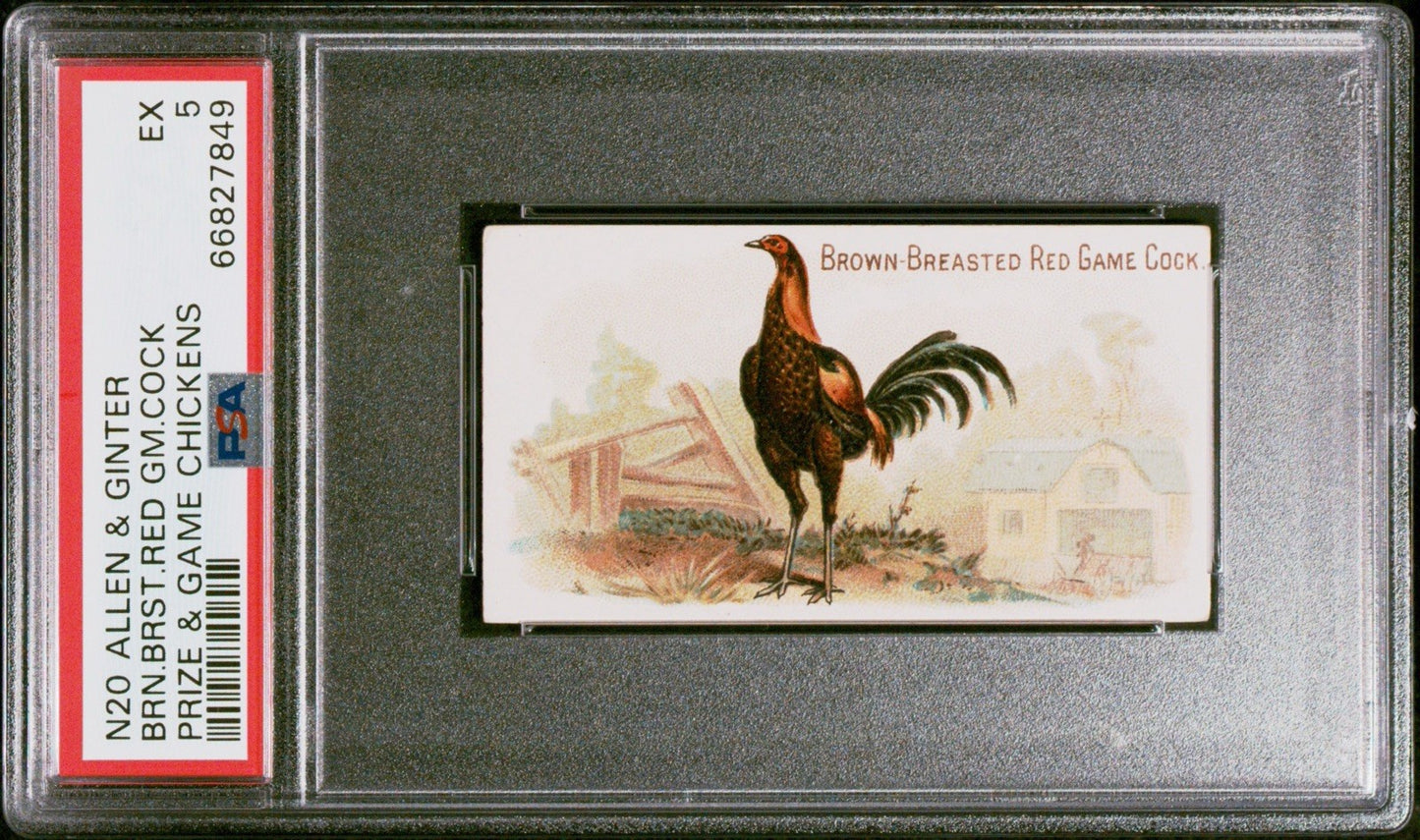 1891 N20 Allen & Ginter Prize & Game Chickens Brown Breasted Cock (PSA 5 EX)0