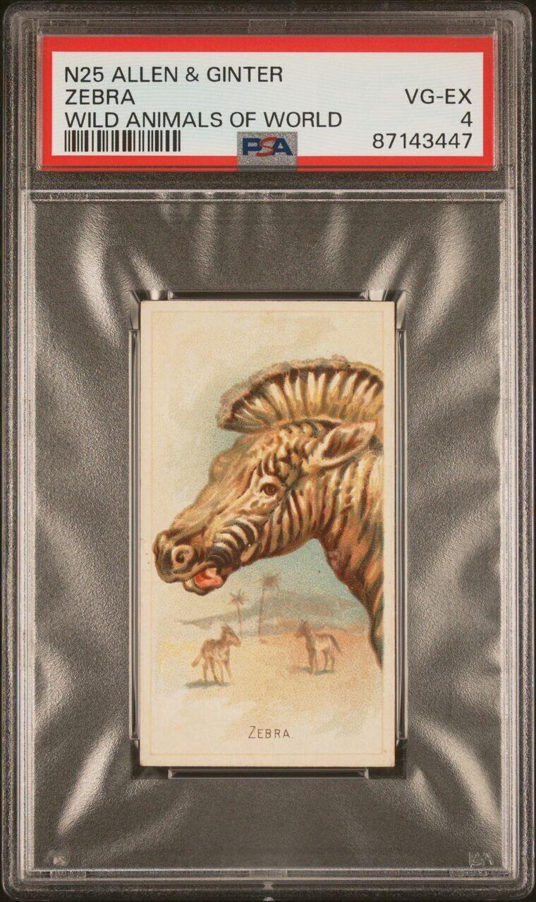 1888 N25 Allen & Ginter ZEBRA (PSA 4 VG/EX) Wild Animals of the World