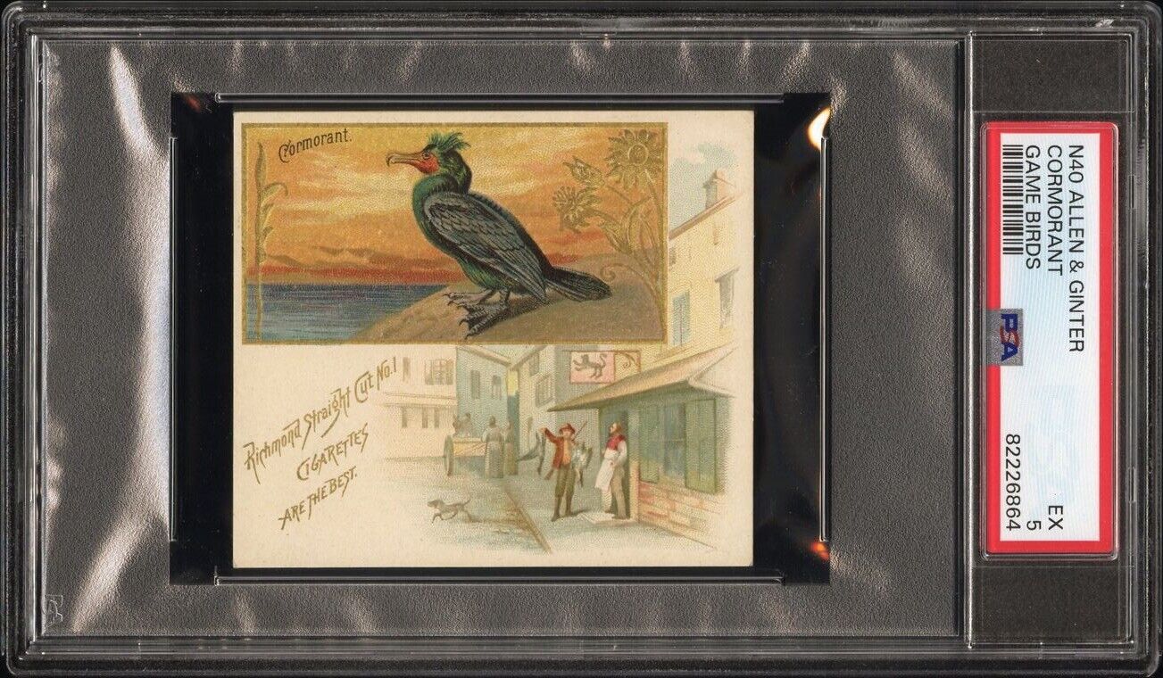 1890 N40 ALLEN & GINTER GAME BIRDS (PSA 5 EX) Cormorant