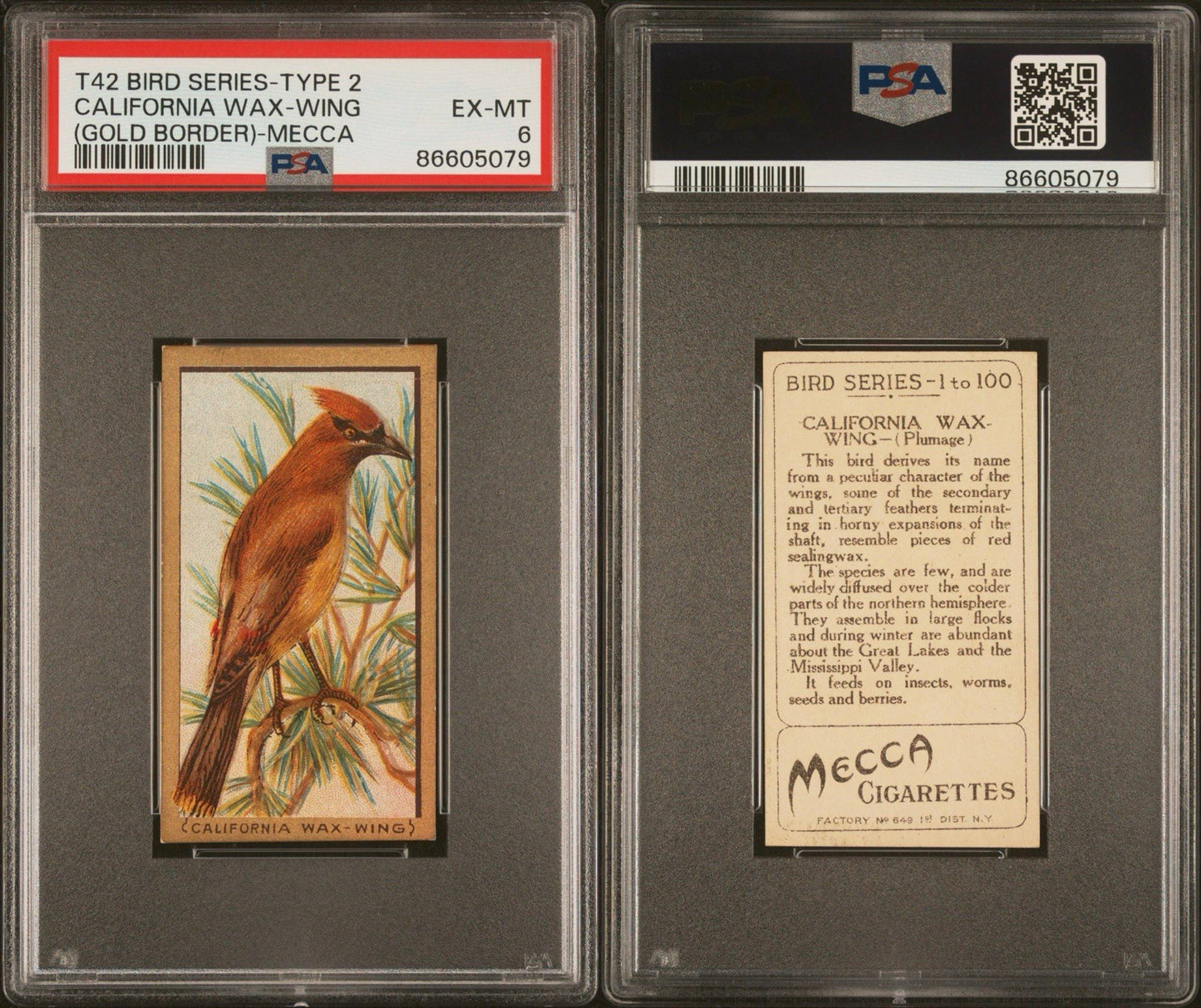 1910 T42 Bird Series (Gold Border) California Wax Wing (PSA 6 EX/MT) Mecca2