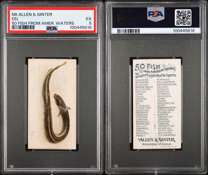 1889 N8 Allen & Ginter 50 FISH from American Waters (PSA 5 EX) EEL2