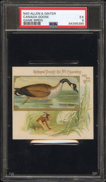 1890 N40 ALLEN & GINTER GAME BIRDS Canada Goose (PSA 5 EX)