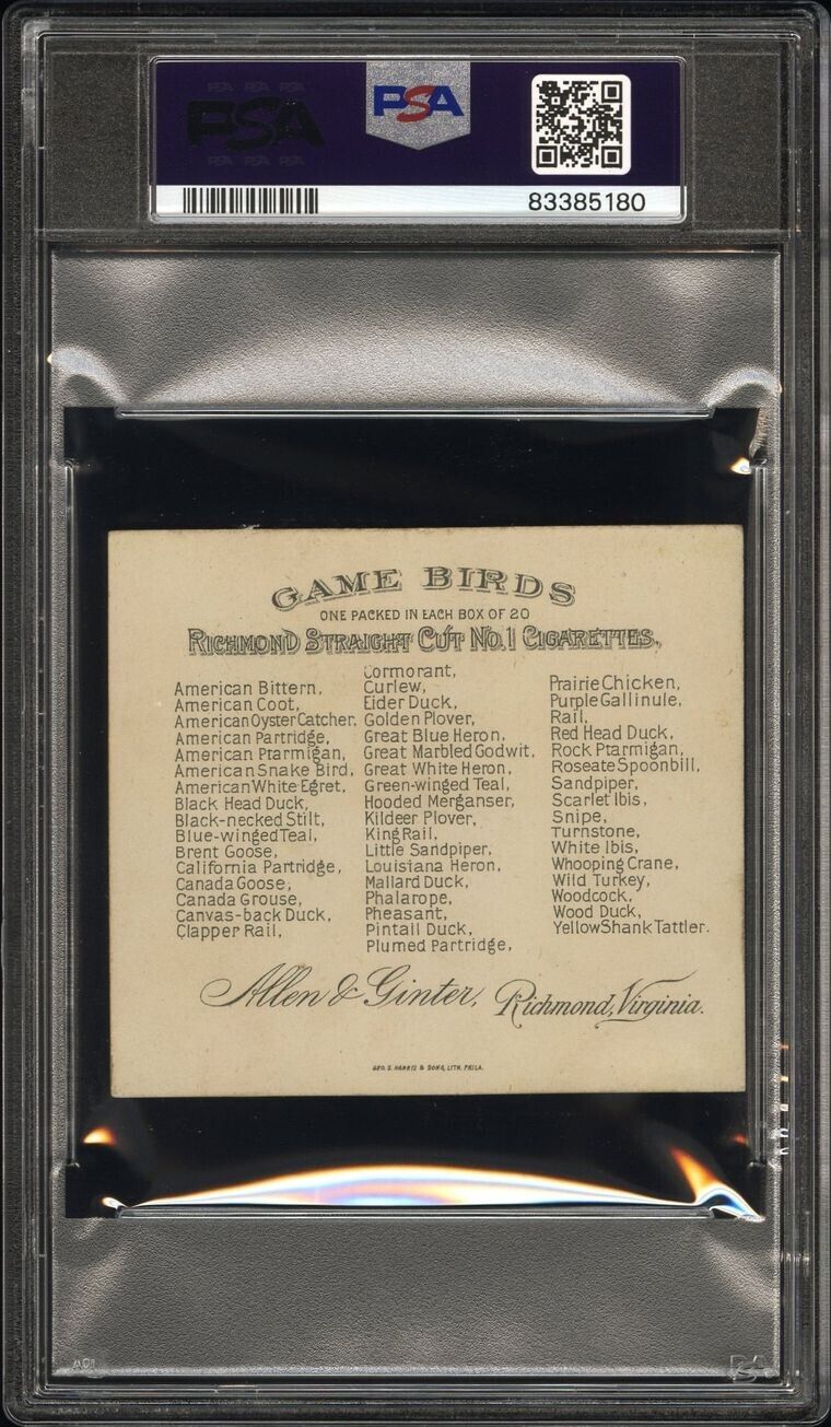 1890 N40 ALLEN & GINTER GAME BIRDS (PSA 5 EX) Curlew