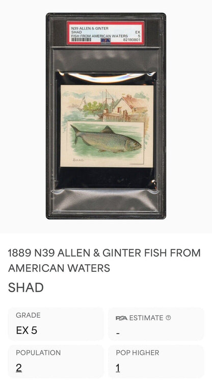 1889 N39 Allen & Ginter Fish From American Waters (PSA 5 EX) Shad