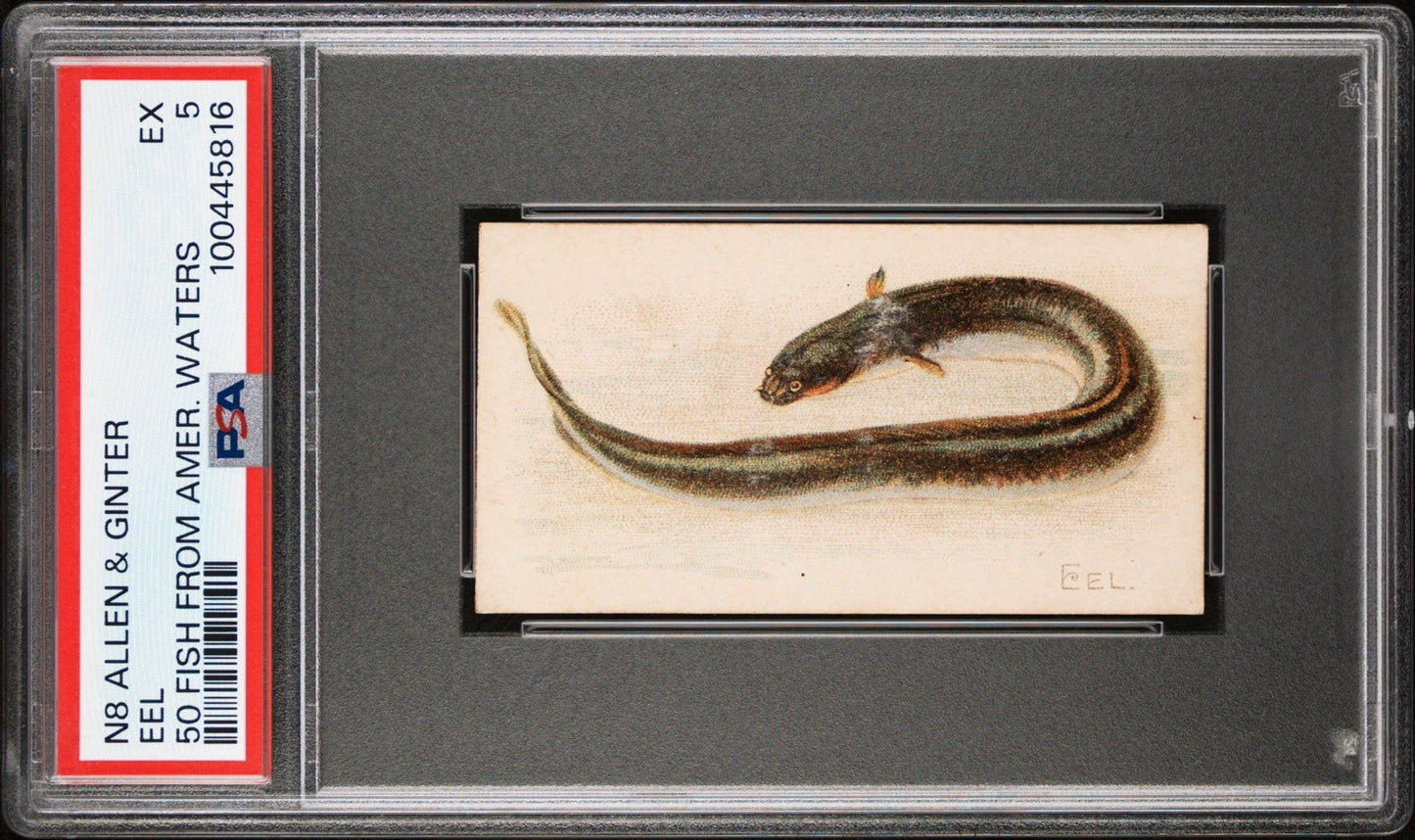 1889 N8 Allen & Ginter 50 FISH from American Waters (PSA 5 EX) EEL0