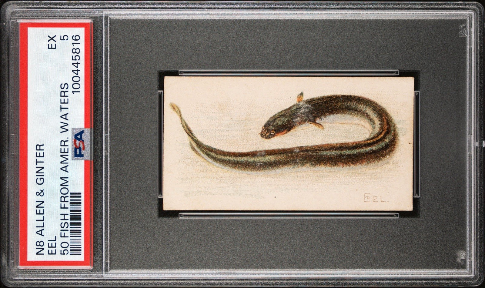 1889 N8 Allen & Ginter 50 FISH from American Waters (PSA 5 EX) EEL0