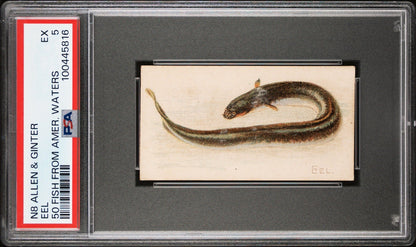 1889 N8 Allen & Ginter 50 FISH from American Waters (PSA 5 EX) EEL0