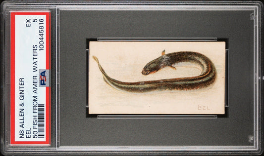 1889 N8 Allen & Ginter 50 FISH from American Waters (PSA 5 EX) EEL0