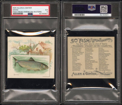 1889 N39 Allen & Ginter Fish From American Waters (PSA 5 EX) Shad