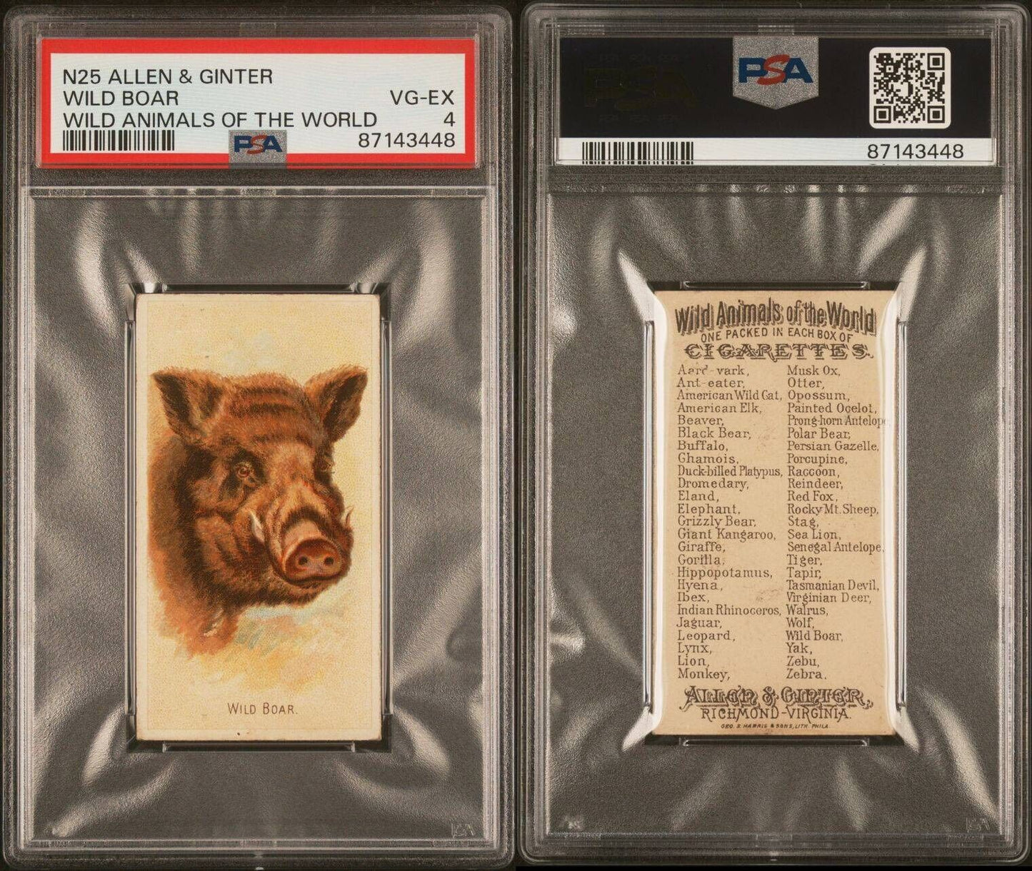1888 N25 Allen & Ginter WILD BOAR (PSA 4 VG/EX) Wild Animals of the World