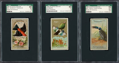 1888 Allen & Ginter N4 Birds of America (SGC 5 EX) Magpie0