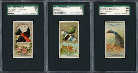 1888 Allen & Ginter N4 Birds of America (SGC 5 EX) Magpie0