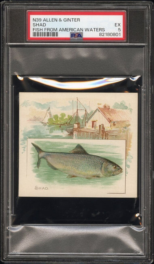 1889 N39 Allen & Ginter Fish From American Waters (PSA 5 EX) Shad