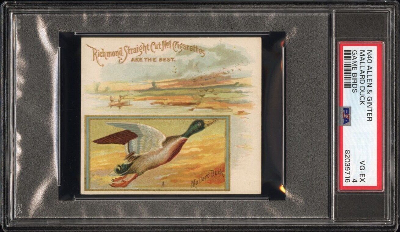 1890 N40 ALLEN & GINTER GAME BIRDS Mallard Duck (PSA 4 VG/EX) None Higher