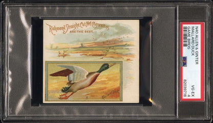 1890 N40 ALLEN & GINTER GAME BIRDS Mallard Duck (PSA 4 VG/EX) None Higher