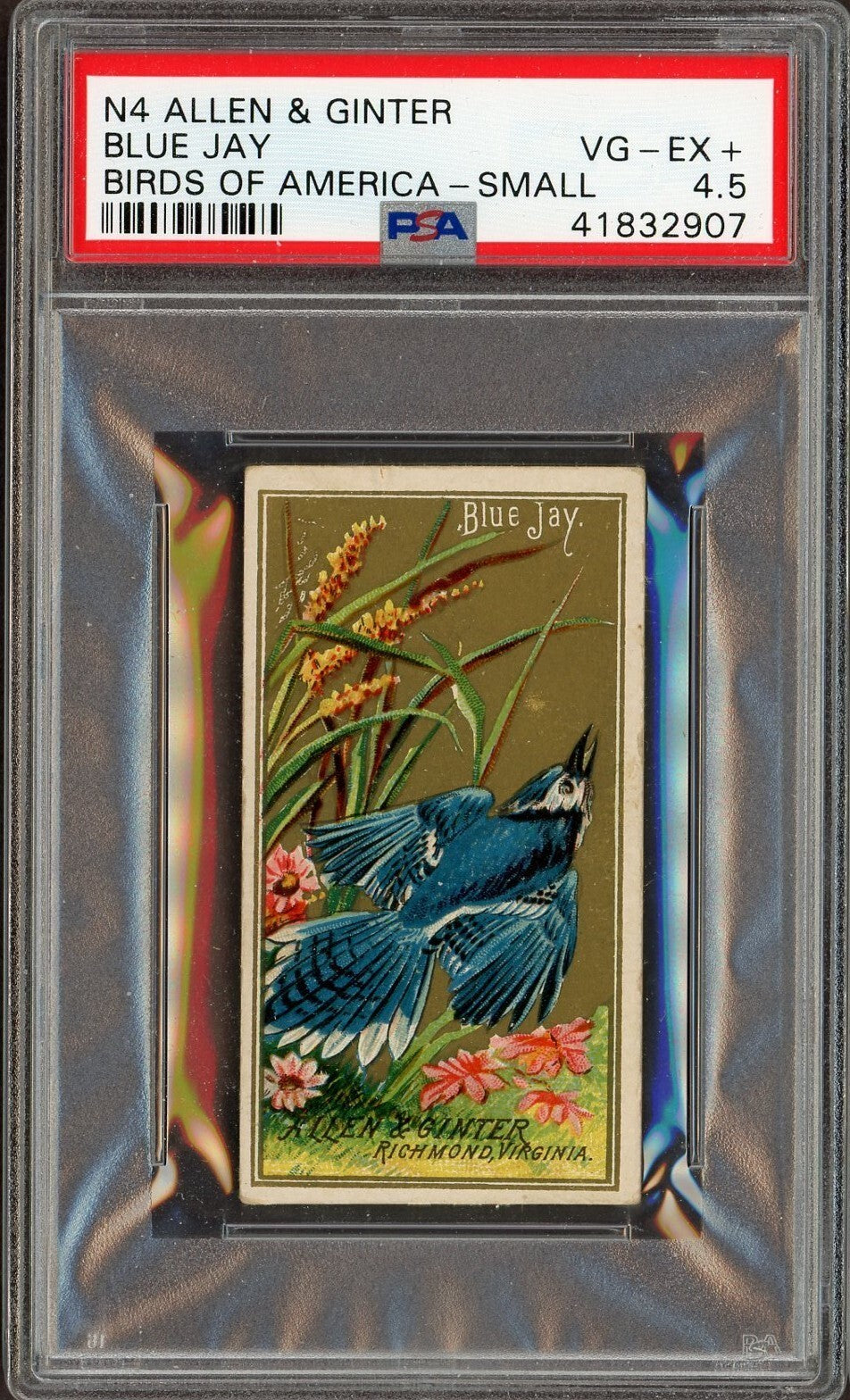 1888 N4 Allen & Ginter Birds of America (PSA 4.5 VG/EX) Blue Jay0