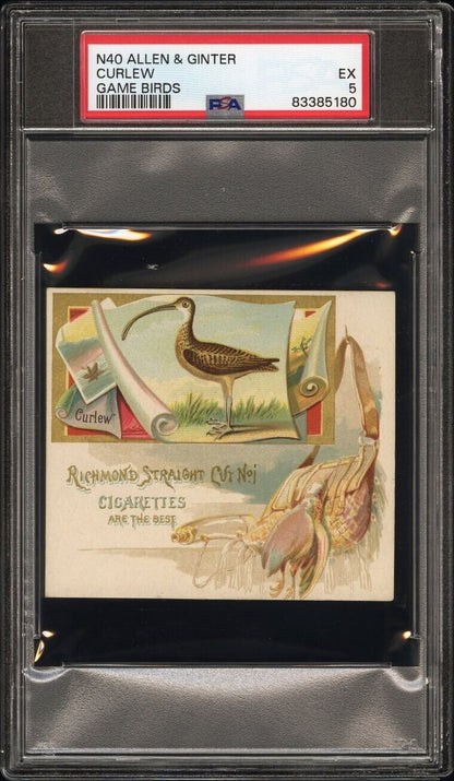 1890 N40 ALLEN & GINTER GAME BIRDS (PSA 5 EX) Curlew