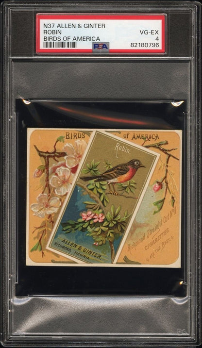 1890 N37 Allen & Ginter Birds Of America ROBIN (PSA 4 VG/EX) Large0