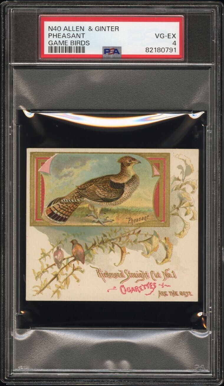 1890 N40 ALLEN & GINTER GAME BIRDS Pheasant (PSA 4 VG/EX)