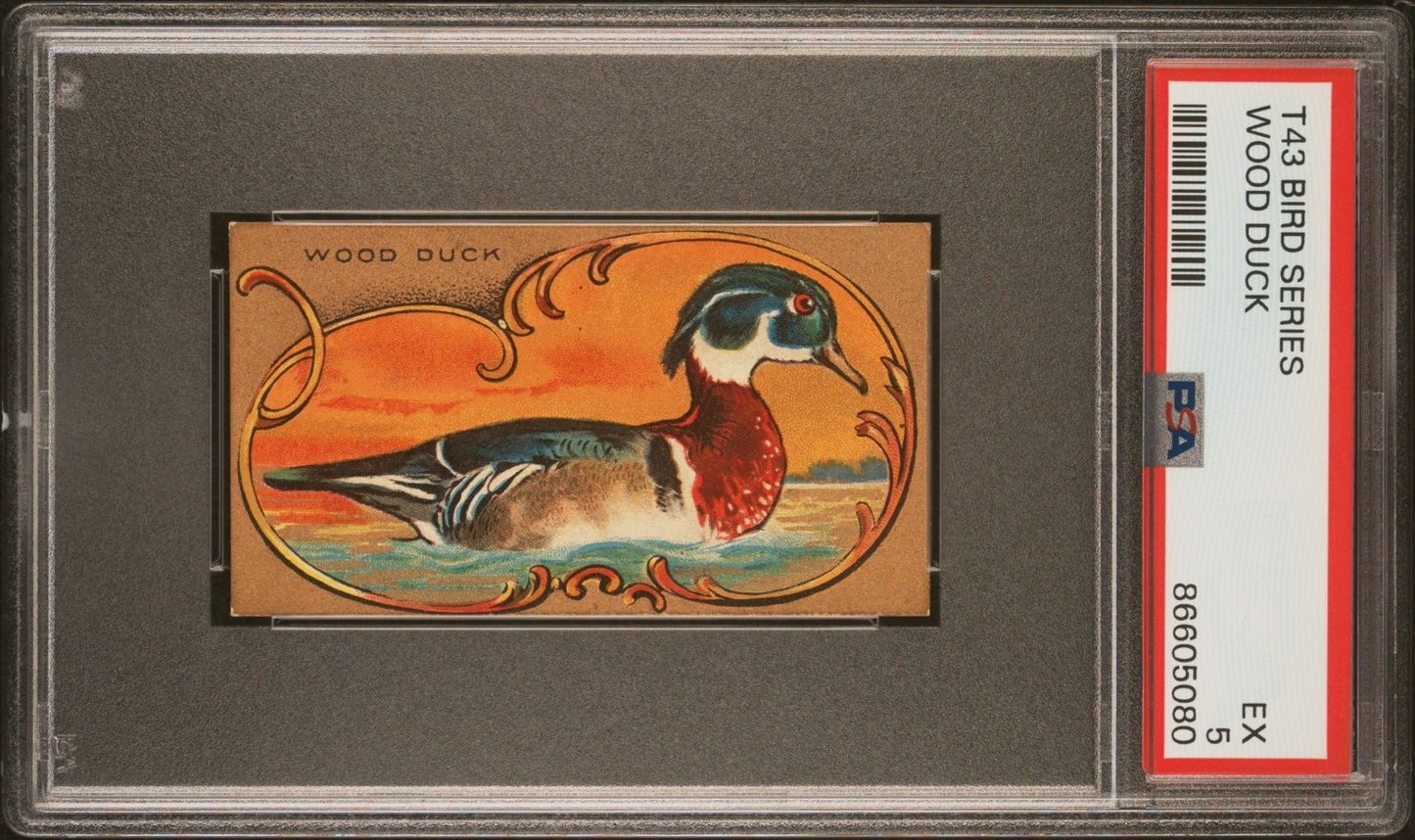 1910 T43 Bird Series WOOD DUCK (PSA 5 EX) Mecca Brand Back Factory #6490