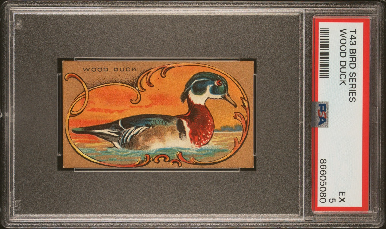 1910 T43 Bird Series WOOD DUCK (PSA 5 EX) Mecca Brand Back Factory #6490