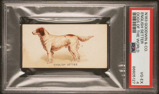 1890 N163 Goodwin & Co OLD JUDGE Dogs of the World (PSA 4 VG/EX) English Setter0