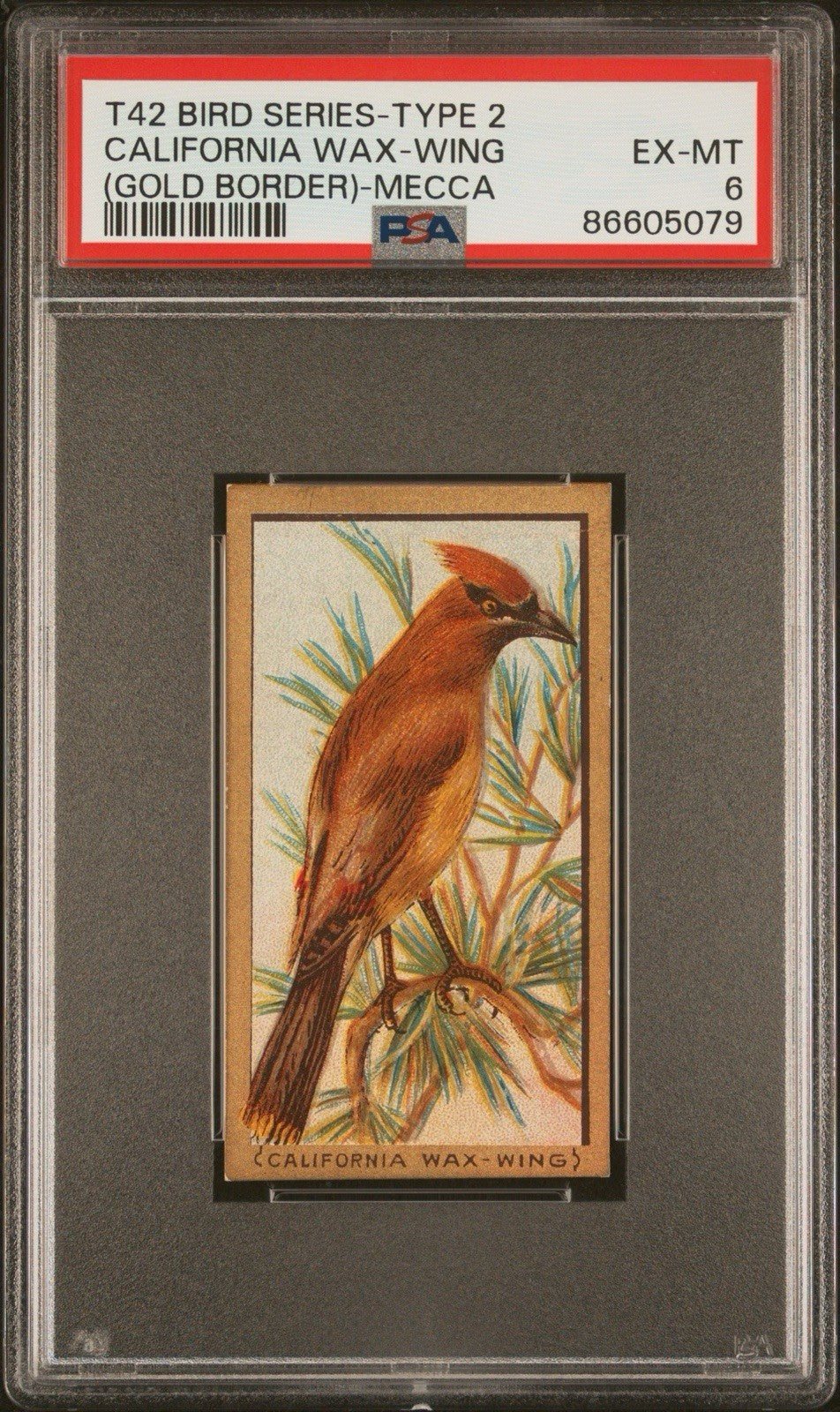 1910 T42 Bird Series (Gold Border) California Wax Wing (PSA 6 EX/MT) Mecca0