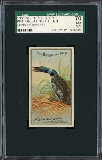 1888 Allen & Ginter N4 Birds of America (SGC 5 EX) Great Northern Diver (Loon)0