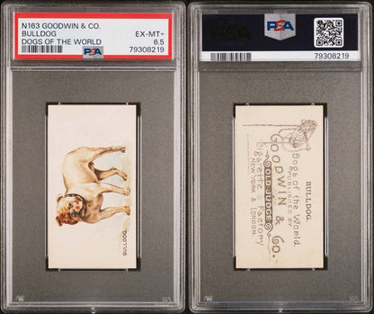 1890 N163 Goodwin & Co. Dogs of the World (PSA 6.5 EX/MT+) BULLDOG2