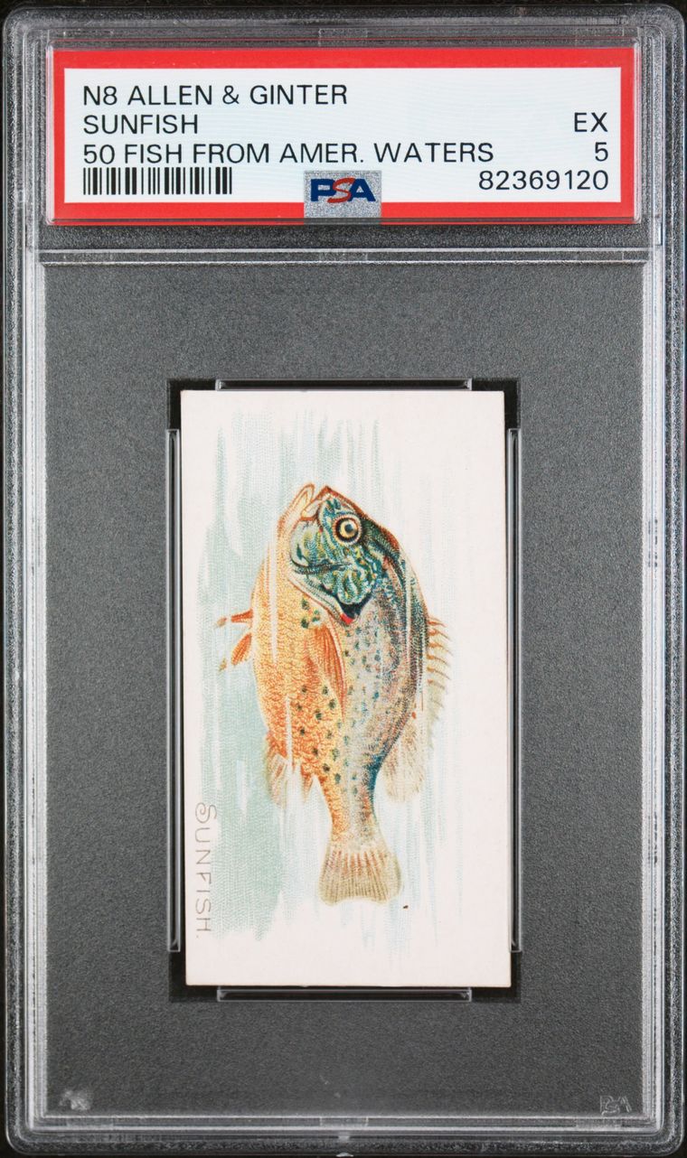 1889 N8 Allen & Ginter Fish From American Waters SUNFISH PSA 6 EX/MT