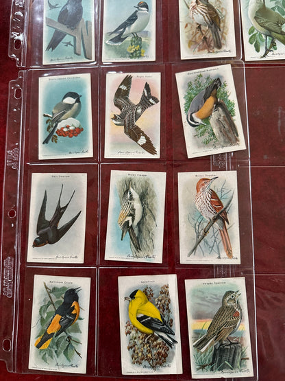 Lot of 29 Arm & Hammer Bird Cards Ninth Series In Pages