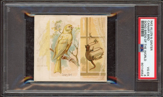 1888 N42 ALLEN & GINTER "SONG BIRDS" CANARY BIRD (PSA 4 VG/EX)