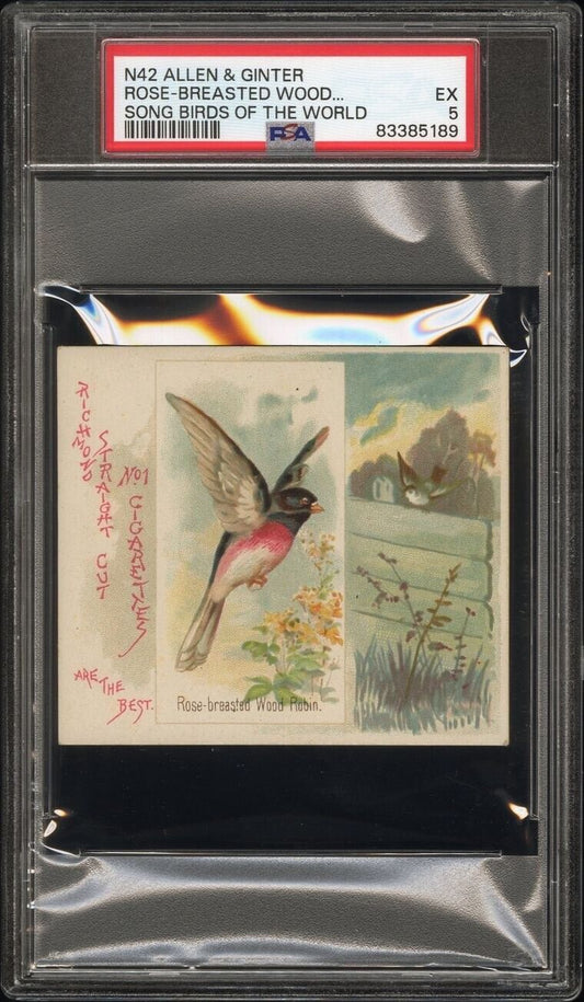 1889 N42 Allen & Ginter Song Birds ROSE-BREASTED WOOD ROBIN (PSA 5 EX) Large