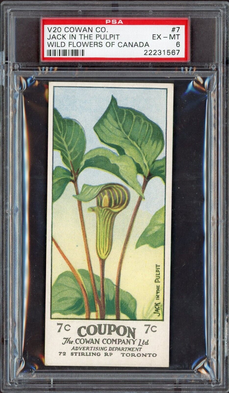 1920 V20 Cowans Wild Flowers of Canada #7 (PSA 6 EX/MT) "Jack-In-The-Pulpit"